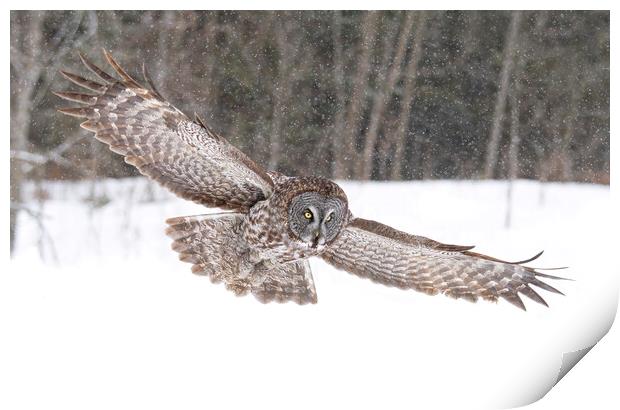 Great grey owl flying through the snowfall Print by Jim Cumming