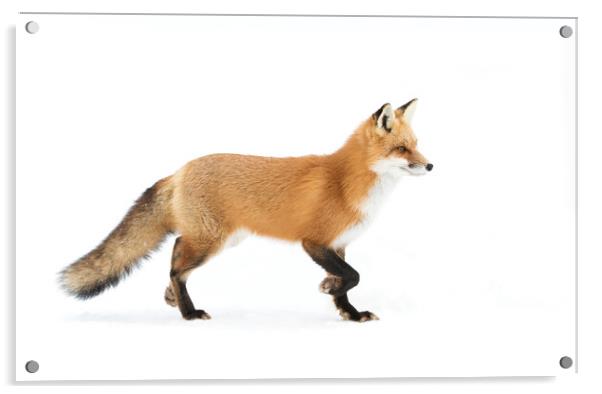 Red Fox - Algonquin Park Acrylic by Jim Cumming