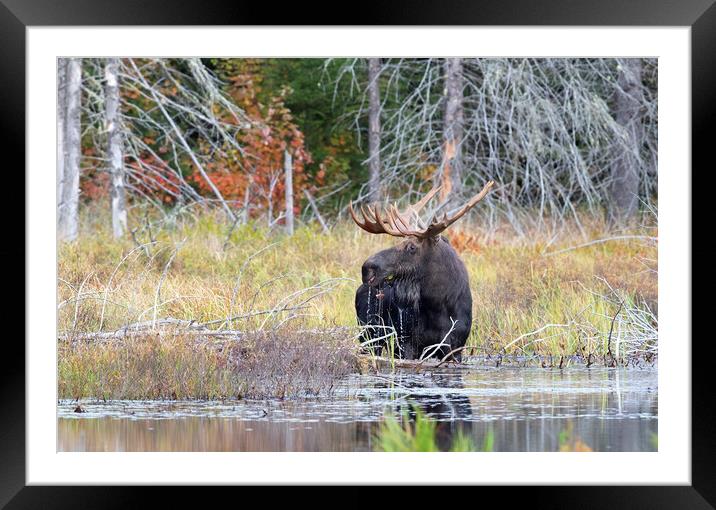 Bull Moose in Algonquin Park, Canada Framed Mounted Print by Jim Cumming