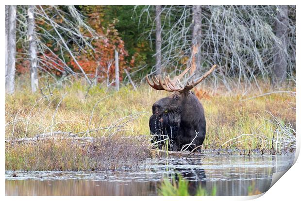 Bull Moose in Algonquin Park, Canada Print by Jim Cumming