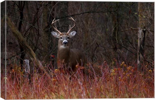 On Alert - White-tailed Deer Canvas Print by Jim Cumming