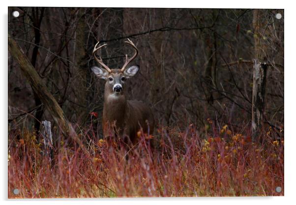 On Alert - White-tailed Deer Acrylic by Jim Cumming