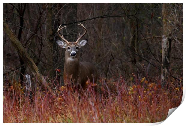 On Alert - White-tailed Deer Print by Jim Cumming