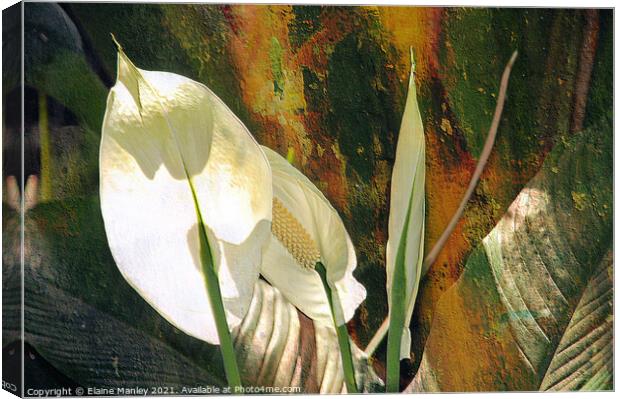 Peace Lily flower  Canvas Print by Elaine Manley