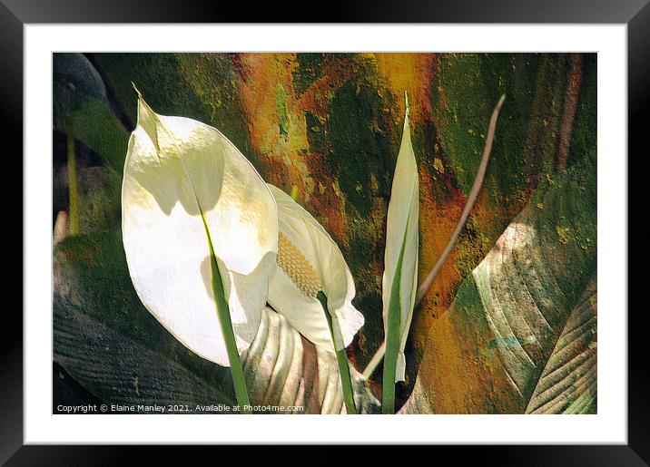 Peace Lily flower  Framed Mounted Print by Elaine Manley