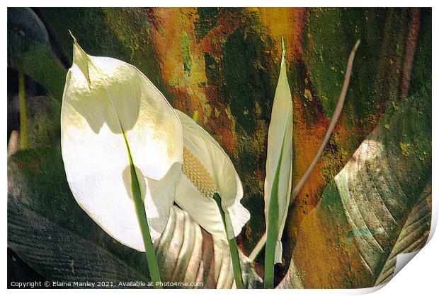 Peace Lily flower  Print by Elaine Manley