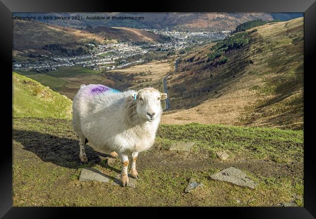 Rhondda would not be Rhondda without sheep Framed Print by Nick Jenkins