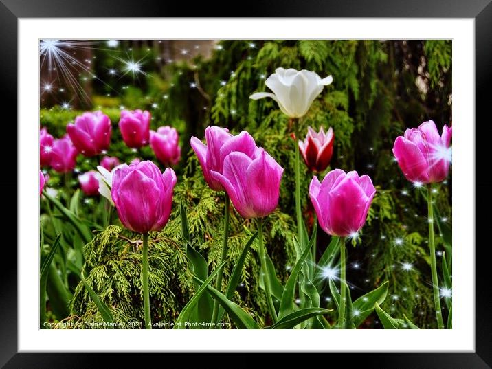  Spring Tulip Sparkle    .. flower  Framed Mounted Print by Elaine Manley