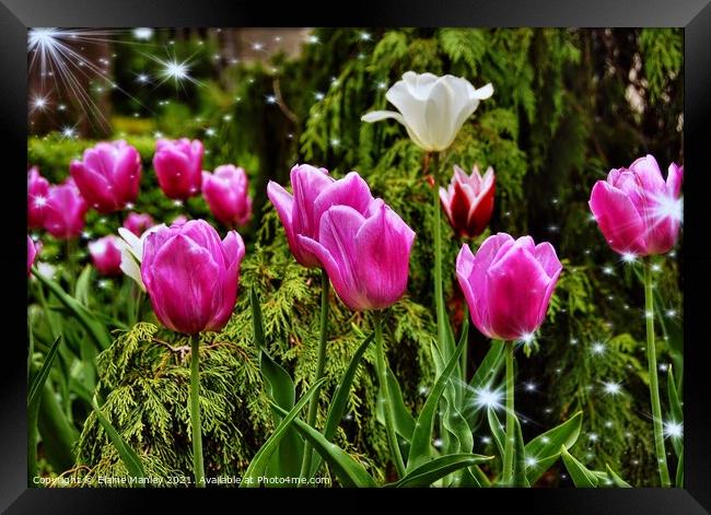  Spring Tulip Sparkle    .. flower  Framed Print by Elaine Manley