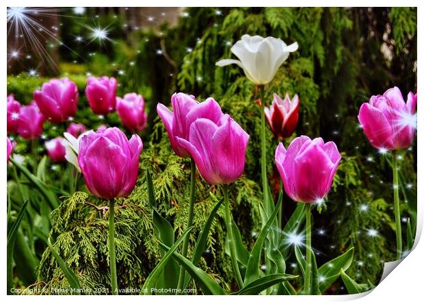  Spring Tulip Sparkle    .. flower  Print by Elaine Manley