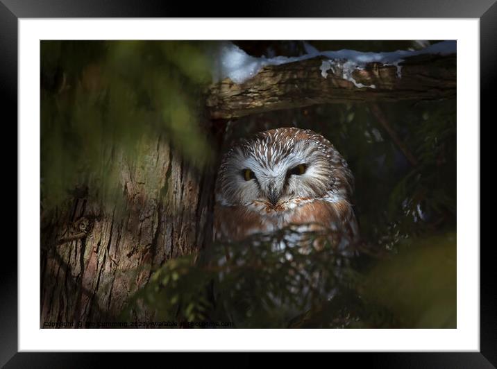 Northern Saw-whet owl Amherst Island, Canada Framed Mounted Print by Jim Cumming