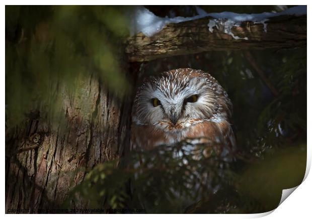 Northern Saw-whet owl Amherst Island, Canada Print by Jim Cumming