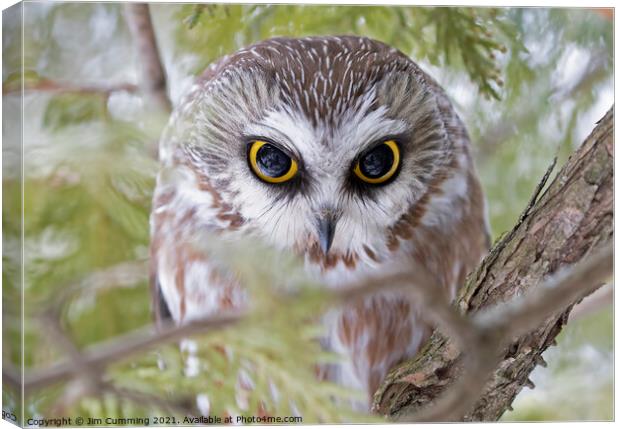 Eyes Wide Open - Northern Saw-whet Canvas Print by Jim Cumming