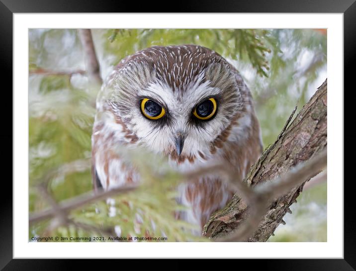 Eyes Wide Open - Northern Saw-whet Framed Mounted Print by Jim Cumming