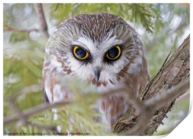 Eyes Wide Open - Northern Saw-whet Print by Jim Cumming