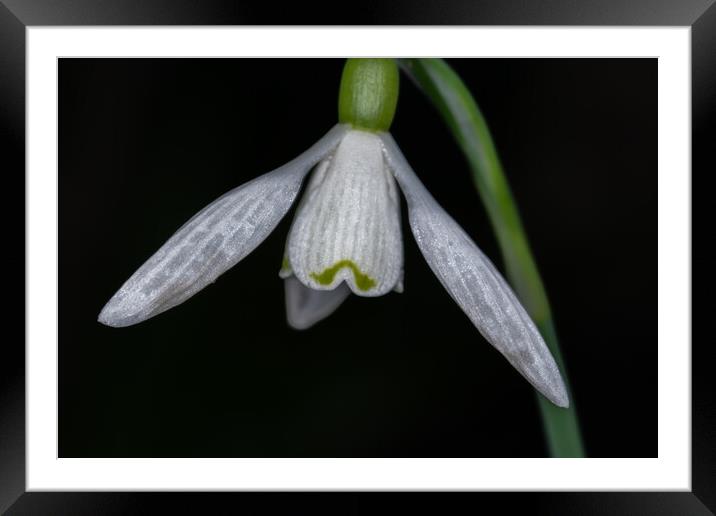 Snowdrop Framed Mounted Print by Steve Purnell