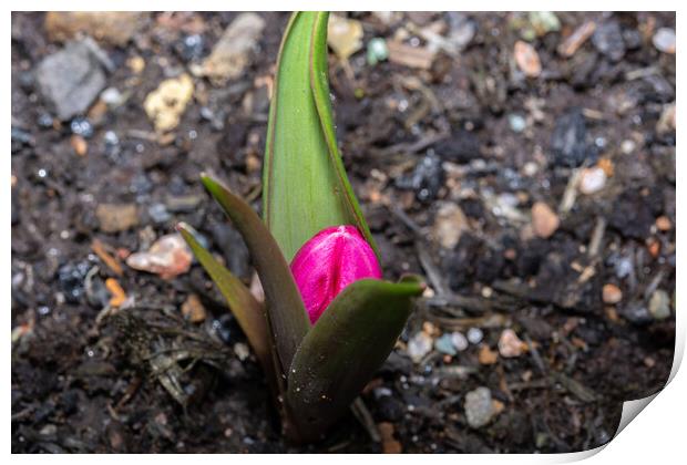 Waiting To Bloom Print by Steve Purnell