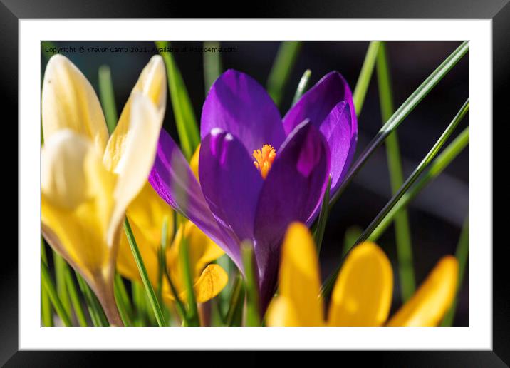 Mixed Croci Framed Mounted Print by Trevor Camp