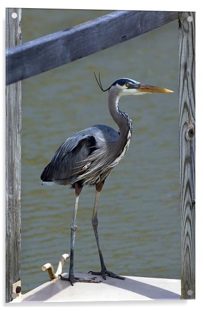 Great Blue Heron Acrylic by Kathleen Stephens