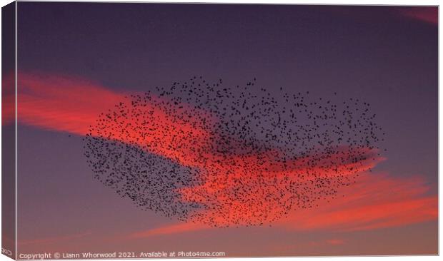 Sunset Murmuration of Starlings  Canvas Print by Liann Whorwood