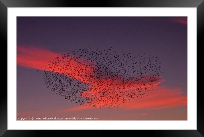 Sunset Murmuration of Starlings  Framed Mounted Print by Liann Whorwood