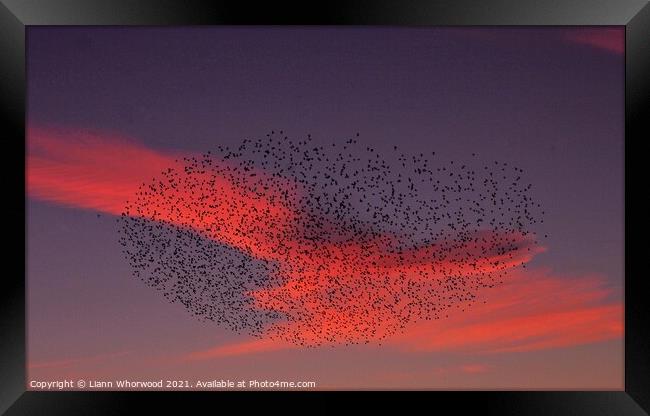Sunset Murmuration of Starlings  Framed Print by Liann Whorwood