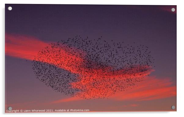 Sunset Murmuration of Starlings  Acrylic by Liann Whorwood
