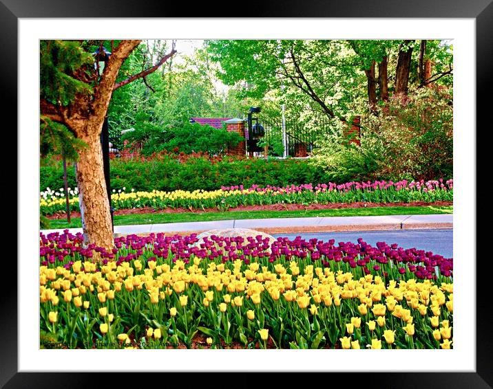 Colourful tulips Framed Mounted Print by Stephanie Moore