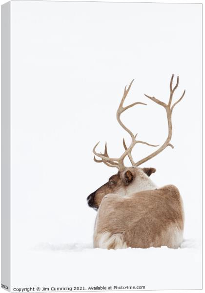 Reindeer resting in the snow Canvas Print by Jim Cumming