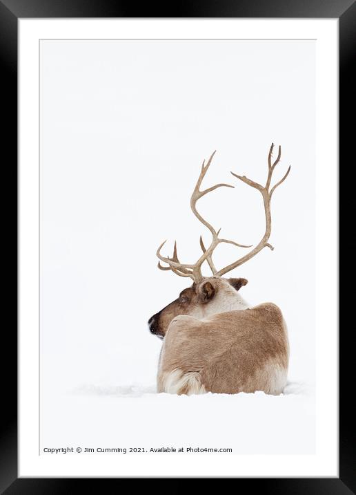 Reindeer resting in the snow Framed Mounted Print by Jim Cumming