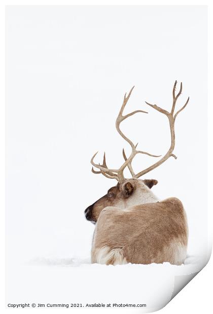 Reindeer resting in the snow Print by Jim Cumming