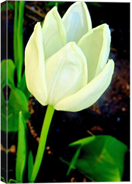 White tulip Canvas Print by Stephanie Moore