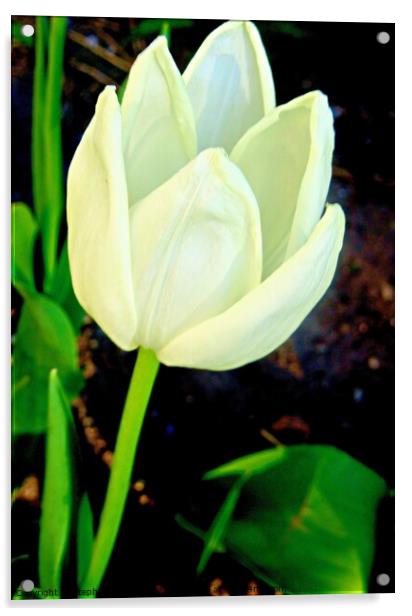 White tulip Acrylic by Stephanie Moore