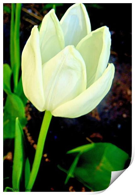 White tulip Print by Stephanie Moore