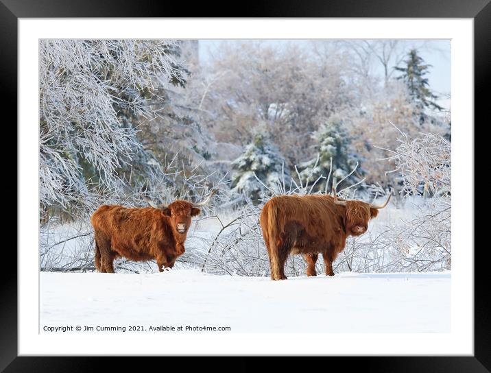Highland Cattle in winter Framed Mounted Print by Jim Cumming