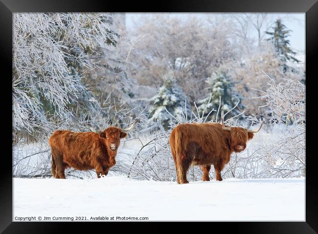 Highland Cattle in winter Framed Print by Jim Cumming