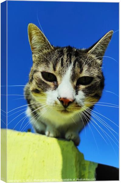 Animal cat Canvas Print by M. J. Photography