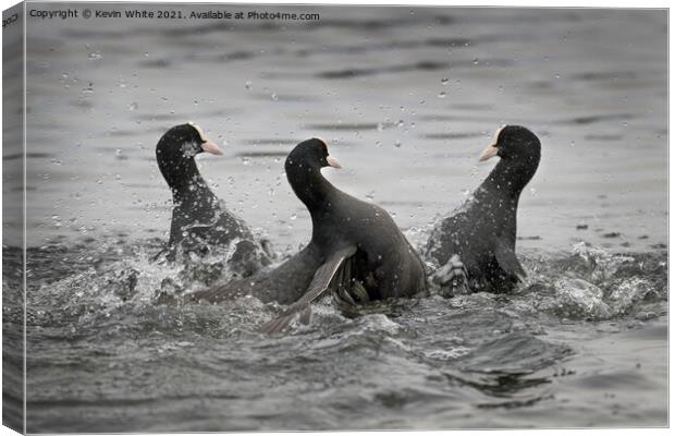 Coot fight Canvas Print by Kevin White