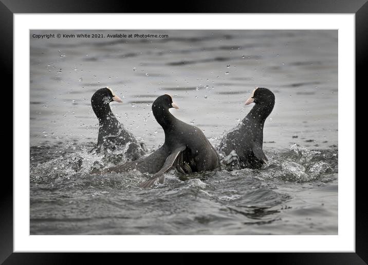 Coot fight Framed Mounted Print by Kevin White