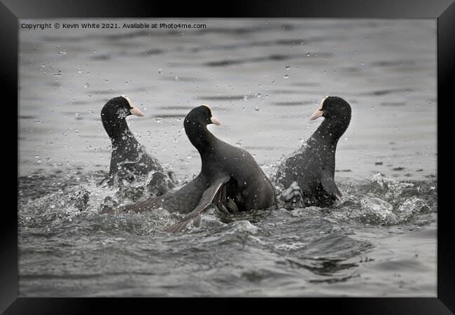 Coot fight Framed Print by Kevin White