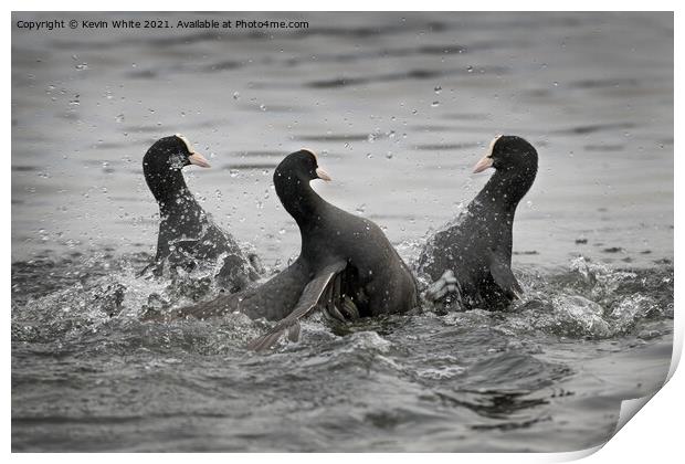 Coot fight Print by Kevin White