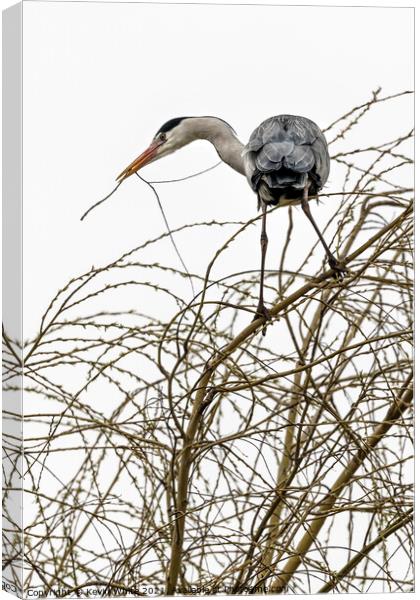 Maybe I will build a nest Canvas Print by Kevin White