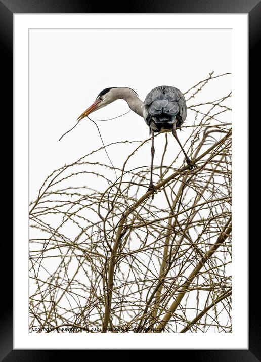 Maybe I will build a nest Framed Mounted Print by Kevin White