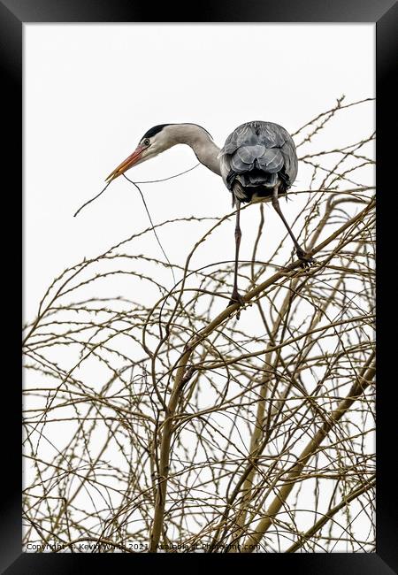 Maybe I will build a nest Framed Print by Kevin White