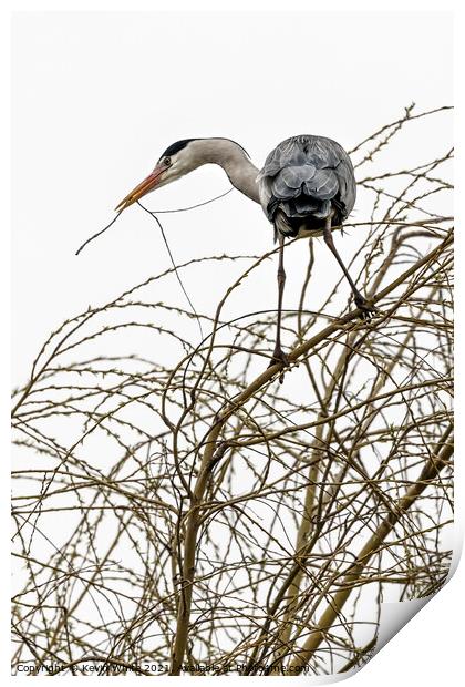 Maybe I will build a nest Print by Kevin White