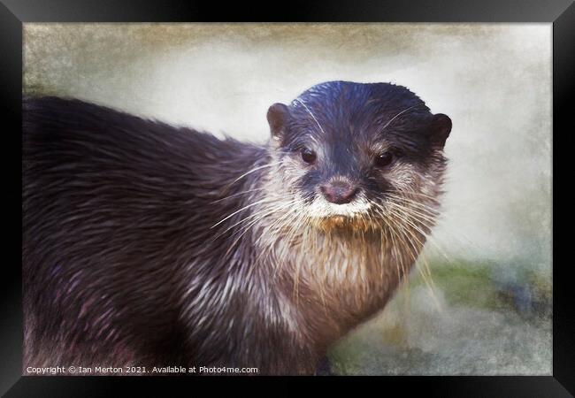 Otter Framed Print by Ian Merton