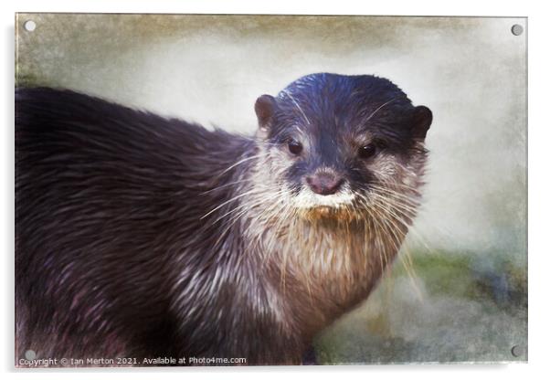 Otter Acrylic by Ian Merton