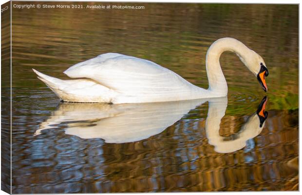 Reflective Swan Canvas Print by Steve Morris