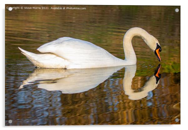Reflective Swan Acrylic by Steve Morris