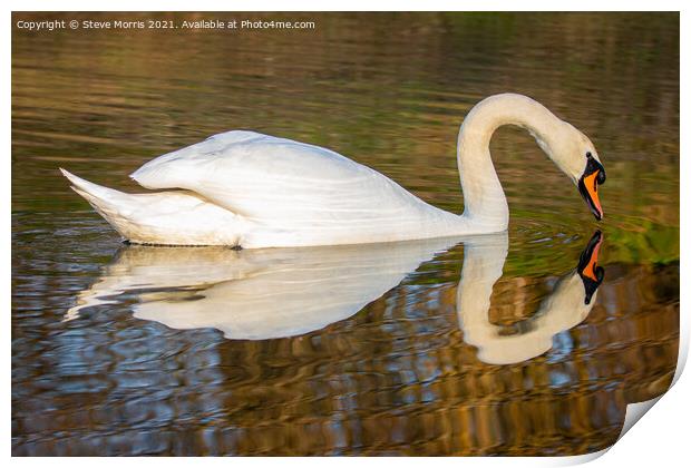 Reflective Swan Print by Steve Morris